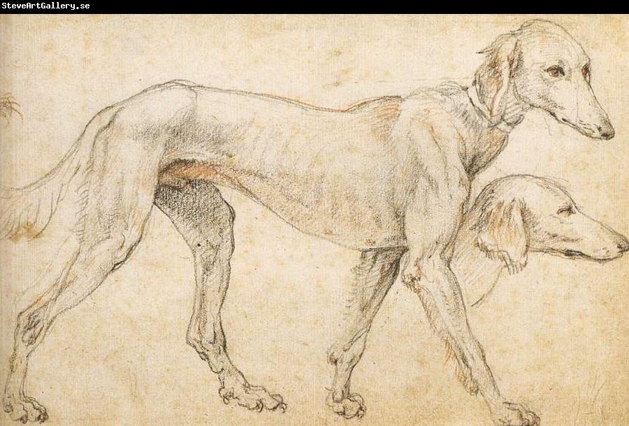 ZUCCARO Federico Studies of a Greyhound